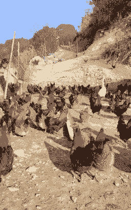 包山养殖怎么样