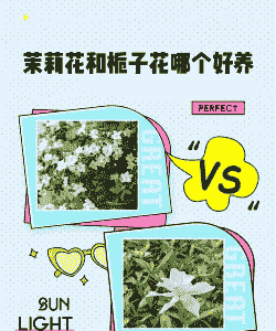 茉莉和栀子花怎么养殖