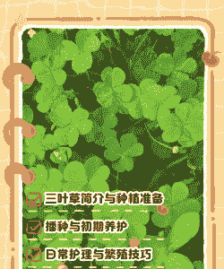 三叶草怎么养殖