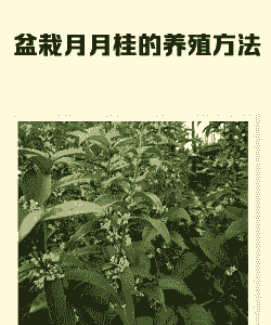 盆栽月月桂花怎么养殖