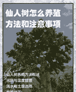 仙人树怎么养殖方法