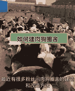 肉狗养殖场怎么建