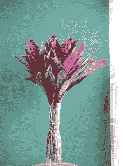 刚买的朱焦怎么水养殖