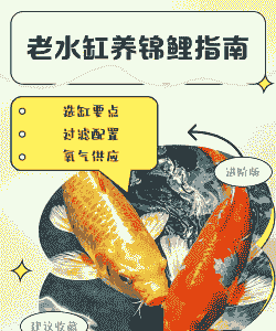 室内养殖锦鲤鱼怎么养殖
