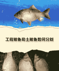 人工养殖的鲫鱼怎么养殖