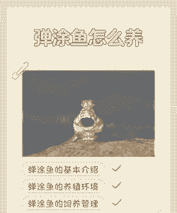 弹涂鱼怎么养殖