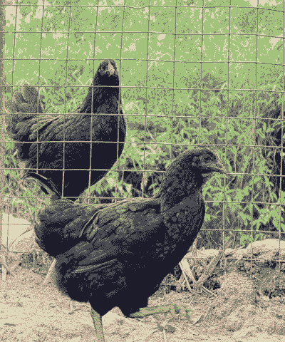 乌骨鸡怎么养殖