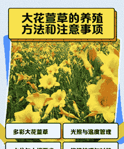 萱草怎么养殖