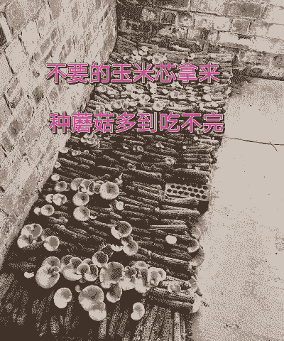 怎么养殖蘑菇