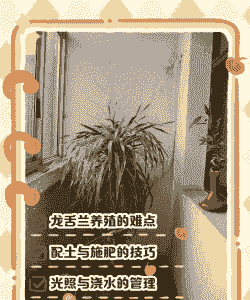 怎么养殖龙舌兰