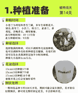 小苍花怎么养殖养殖方法