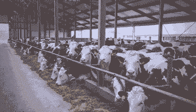 养殖合作养殖牛羊怎么样