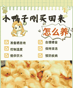 养殖场的鸭子怎么养殖