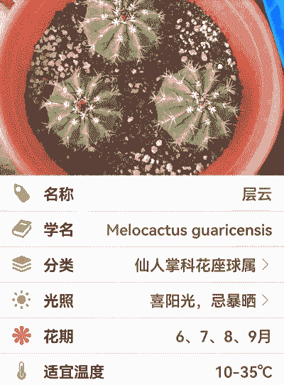 层云怎么养殖方法