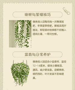 佛珠情人泪怎么养殖