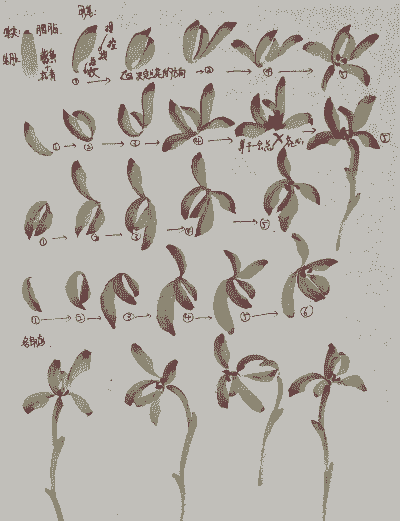 写意兰花怎么养殖