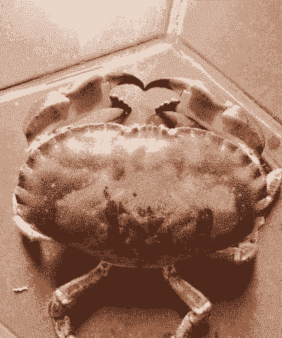 面包蟹怎么养殖