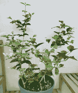 未梨花怎么养殖