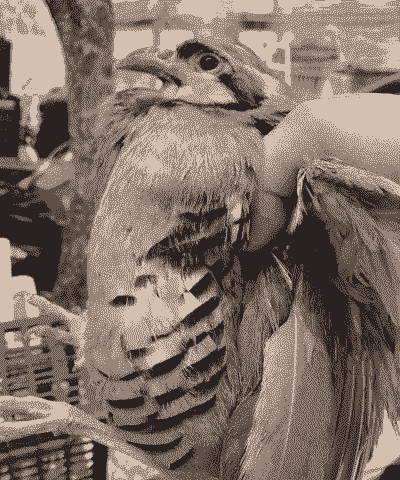 家养鹧鸪怎么养殖