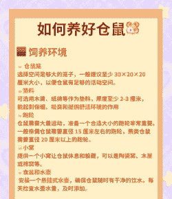 新老鼠怎么养殖