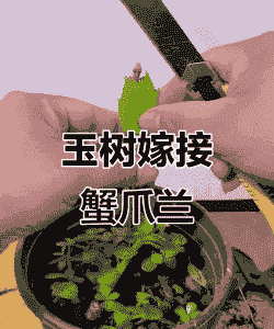 嫁接玉树怎么养殖