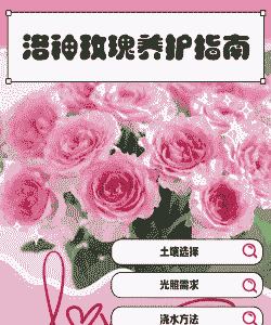 玫瑰洛神怎么养殖