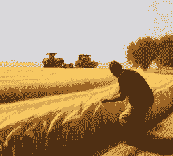 小麦水稻怎么养殖