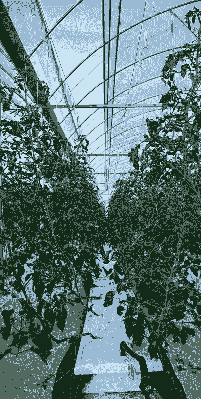 樱桃柿子怎么养殖