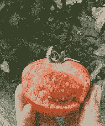 草莓柿子怎么养殖