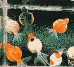 珍珠鱼怎么养殖