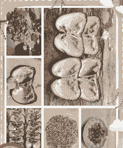 怎么养殖珍珠蚌