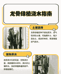 龙骨养殖怎么浇水