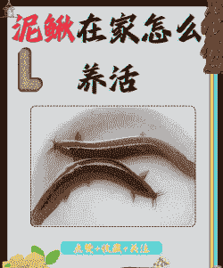 泥鳅怎么发酵养殖