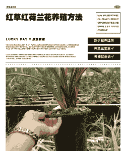 荷兰红唇怎么养殖