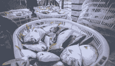 养殖鲳鱼怎么存放