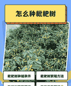 枇杷小树怎么养殖