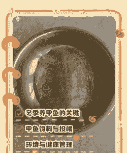 甲鱼冬天怎么养殖