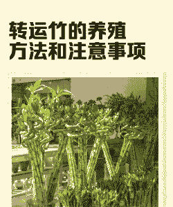 开运竹怎么养殖