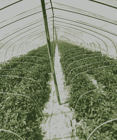 大棚辣椒怎么养殖