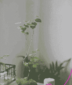 紫荆盆景怎么养殖