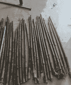 实心竹花怎么养殖