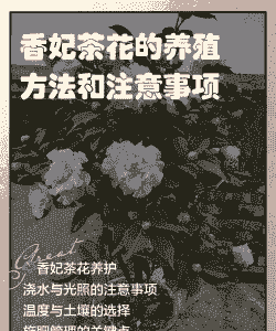 香水茶树怎么养殖