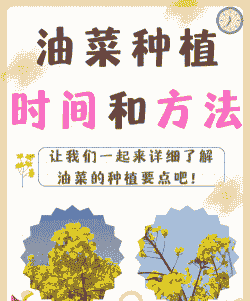 春季油菜怎么养殖
