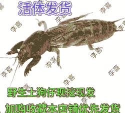 土狗虫怎么养殖