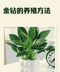 金砖怎么养殖方法