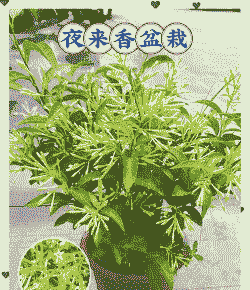 四季青花怎么养殖