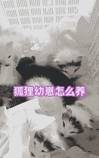 活体狐狸怎么养殖