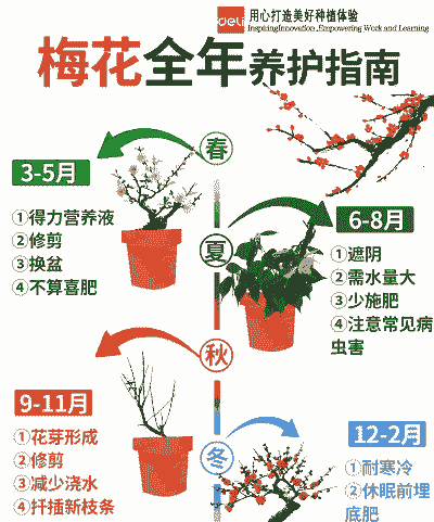 春季梅花怎么养殖