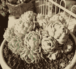 小叶冰怎么养殖