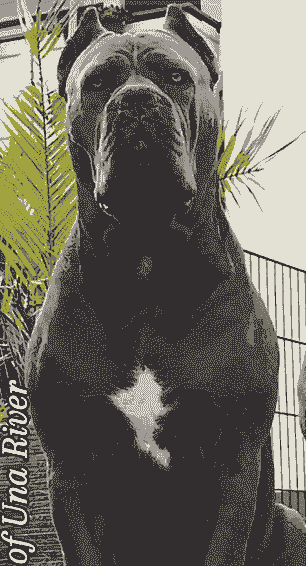 卡斯罗怎么养殖